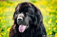 纽芬兰犬：世界上最友善的13种犬类之一