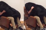 纽芬兰犬72公斤的体重，却害怕烟火：主人抱抱我！