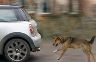 你家有养“速度媲美小汽车”的7种狗吗？