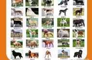 河南将禁止饲养50种犬类，违规者最高罚款1万元！萨摩耶、斗牛犬等都在名单上！