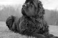 纽芬兰犬：温和的性格，不笨拙，无坏脾气