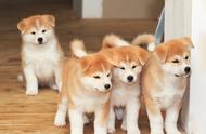 想拥有一只日本秋田犬，就像“忠犬八公”一样吗？