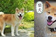 如何轻松区分秋田犬和柴犬？全面解析指南