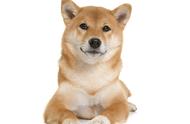 柴犬的独特标志：如何辨别它与秋田犬的差异？