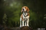 比格犬：猎犬之王的训练秘籍 #狗狗大明星#
