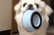 京巴犬的霸气行为：主人不按时喂食，狗子竟然摔碗！