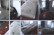 杭州95后女孩与两只贵宾犬租房，三个月后房间弥漫恶臭
