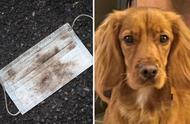 英国小狗因吞食街边脏口罩而引发败血症，不幸离世