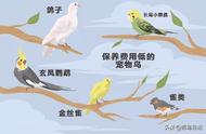 第五十三课：养鸟太复杂？试试这5种经济实惠的宠物鸟吧！