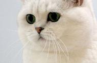 深度解析：银渐层英短猫的魅力与选购技巧