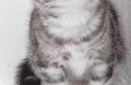美国短毛猫的体重标准：你家猫咪是否达标？