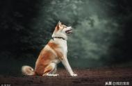 秋田犬：超越《忠犬八公的故事》的世界名犬