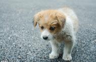 山东细犬身价惊人，高达100万美元！田园犬将遭禁养？