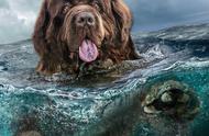 探索纽芬兰犬：全球犬类中的瑰宝