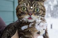 猫咪雪中冒险：与纽芬兰犬的意外邂逅