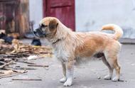 探索中华田园犬：神奇的犬种之旅