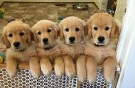 10张金毛犬的超萌照片，看完你也会爱上它们！