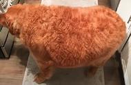 金毛犬体重达136斤，背部宽得可以打麻将！主人：瘦下来后笑容更灿烂