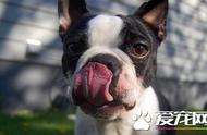 波士顿梗：美国最受欢迎的伴侣犬之一，它真的凶猛吗？