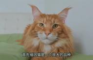 为什么缅因猫不适合养？这些因素需要考虑#养猫心得分享