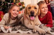 家庭宠物首选：20种最适合饲养的犬类