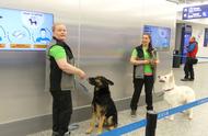 芬兰机场引入嗅探犬，新冠病毒检测仅需10秒