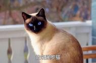 暹罗猫：唯一可以遛的猫咪，被誉为“暹罗狗”