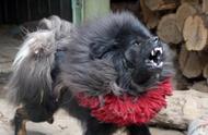 全球犬类战斗力排名：藏獒未能进入前十，比特犬位列第11，杜高犬获得第10名