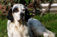 英格兰雪达犬：一种优雅的伴侣犬