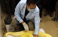广州惊现“世界最长”黄金蟒，身长近6米体重40.5公斤