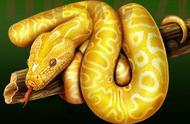 黄金蟒：一种稀有的变异蟒蛇，被当地人视为神灵