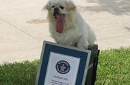 北京犬的吉尼斯世界纪录，实力不容小觑