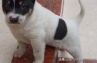 广西原生态中华田园犬：农村土狗小猎犬