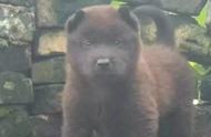 全黑霸王犬：土狗中的罕见品种，挑战宠物狗的地位