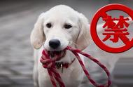 这几种狗已被禁止饲养，养了就是大错误！