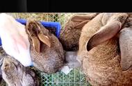 长毛兔养殖行业的未来展望