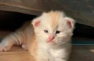 小眼缅因猫的华丽变身：从小猫到大猫的成长历程