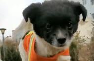 小田园犬被遗弃在垃圾桶，幸运地遇到消防战士，成为消防队的宠物