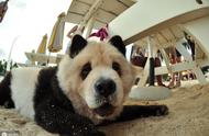 松狮犬：为何少有人选择饲养的染色熊猫狗？