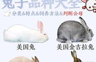 兔子养殖全攻略：76种兔子习性大揭秘