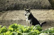 农村土狗守护家园，中华田园犬成为农民的得力助手，但饲养者却逐渐减少