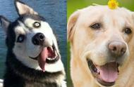 哈士奇与普通狗狗的五大差异，揭秘为何被称为“傻狗”