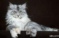 俄罗斯的巨型猫咪，仅两岁就重达30斤！