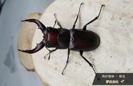台湾特产：高砂锯锹甲虫的魅力
