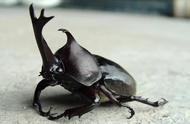 紫金山上的神秘甲壳虫：揭秘“独角仙”的由来