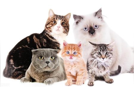 【猫咪世界】20种常见猫品种，你最爱哪一只？