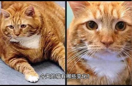 猫的日常生活：今天有哪些新变化？