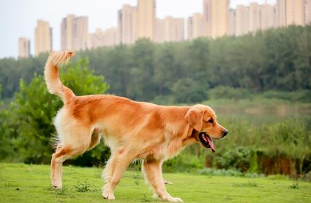 中型犬的最佳家庭伴侣：如何选择？