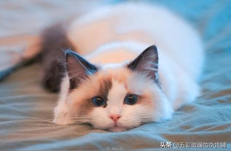 萌宠布偶猫：猫咪的温柔之选