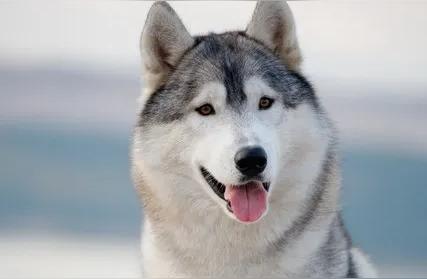 哈士奇雪橇犬：优点与挑战一览